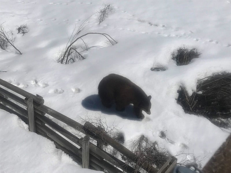 Tahoe Black Bear