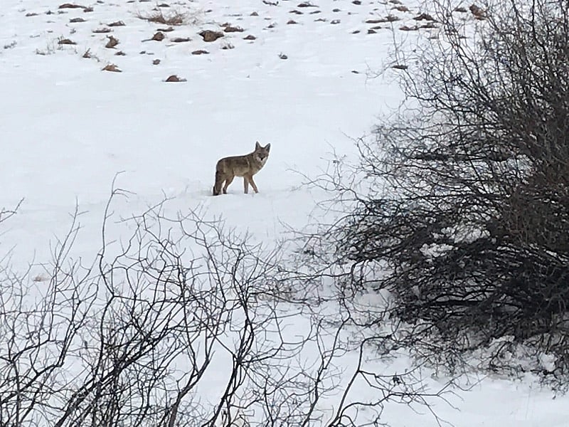 Coyotes do well in towns - photo from deck