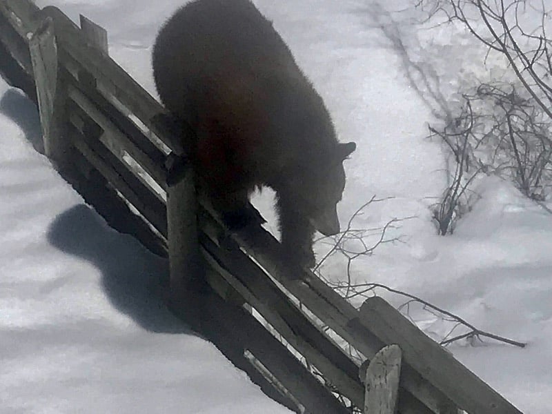 Bears are remarkably agile!