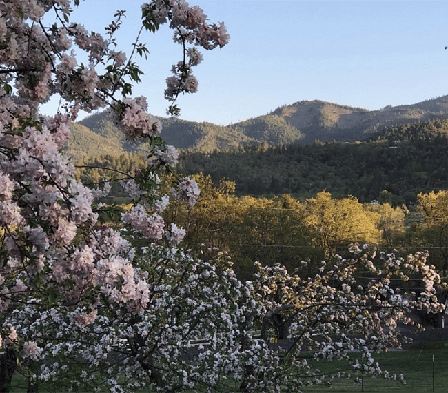 Ornamental cherry in the front yard with the mountains in the distance.