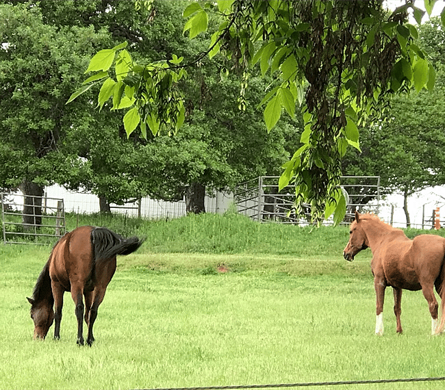 My two Arabians, Cruz and Carmello. Cruz is my Mounted Archery partner and Carmello is retired after many years of mountain rides on the Pacific Crest Trail which is just set 20 miles south.