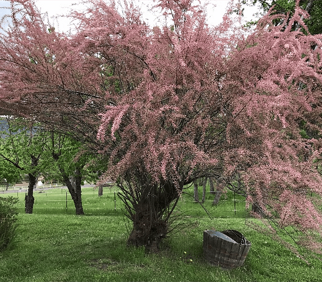 Smoke brush which blooms a vibrant pink every spring.