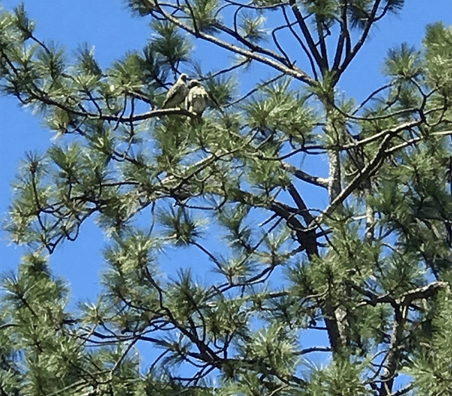 Red-tailed Hawks love the tall pines overlooking the pastures.