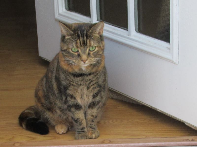 This is Charlotte, the most important person in the house.  She is not allowed upstairs.


