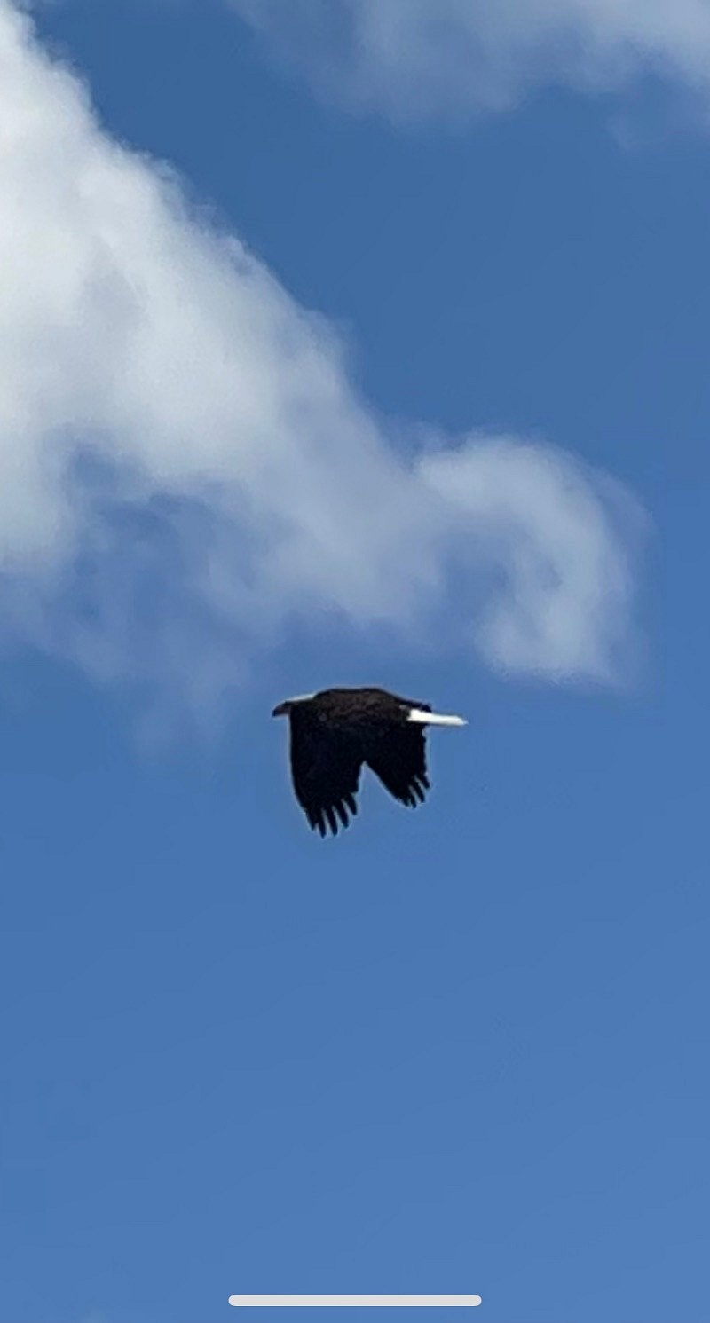 One of two mating bald eagles that nest within 75 ft of location