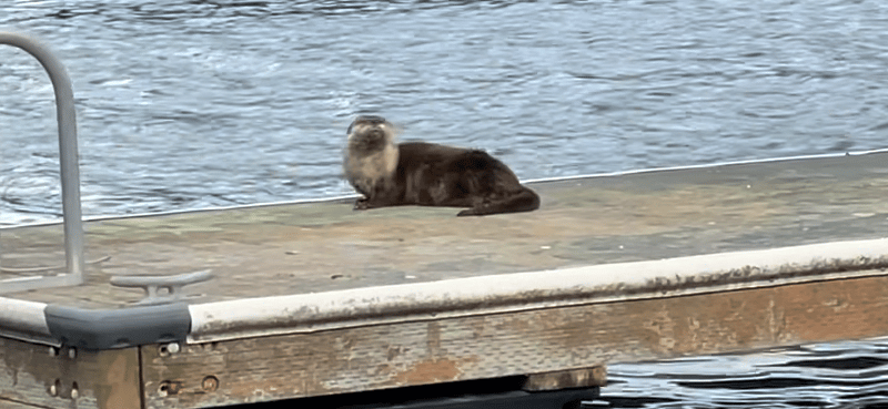 One of many resident otters