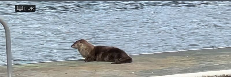 Resident Otter