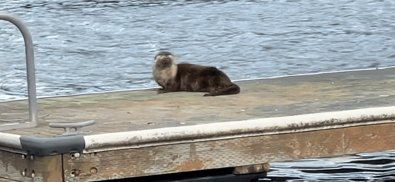 Resident Otter
