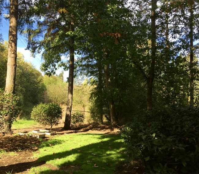 View of side the yard