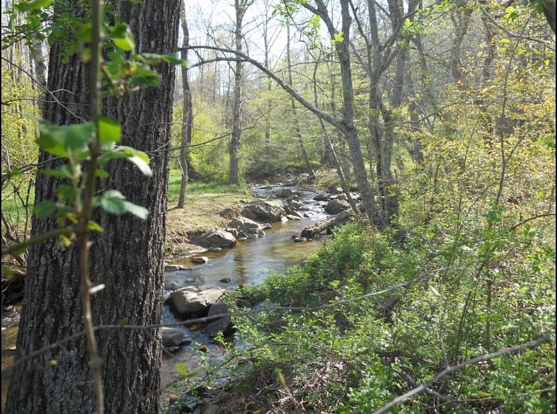 Hike down to the creek along the back property line