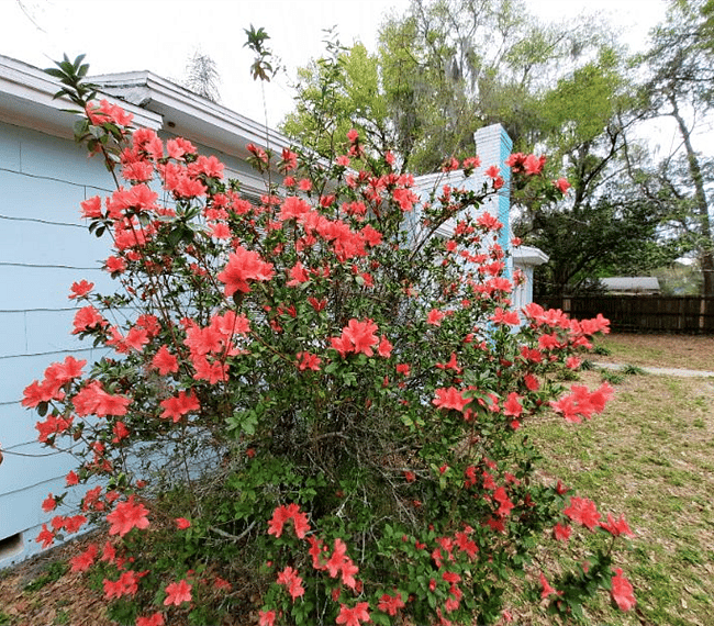 Azaleas in front yard bloom in spring.