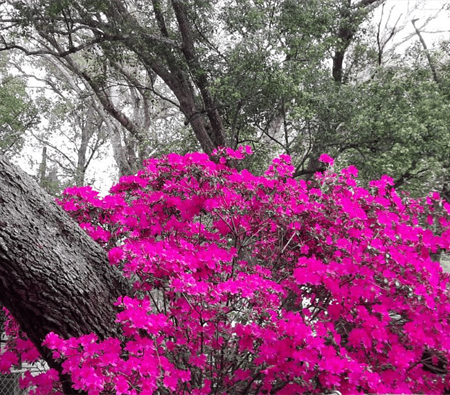 Azaleas in area