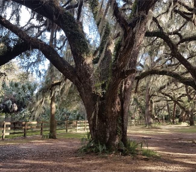 Beautiful Oak Trees at Nearby Park.