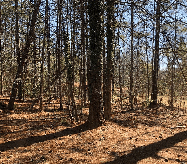 Your beautiful peaceful view of the woods from your apartment windows!