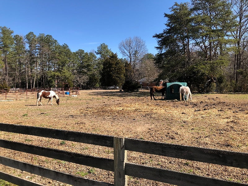 Our neighbor has a barn with three beautiful horses.