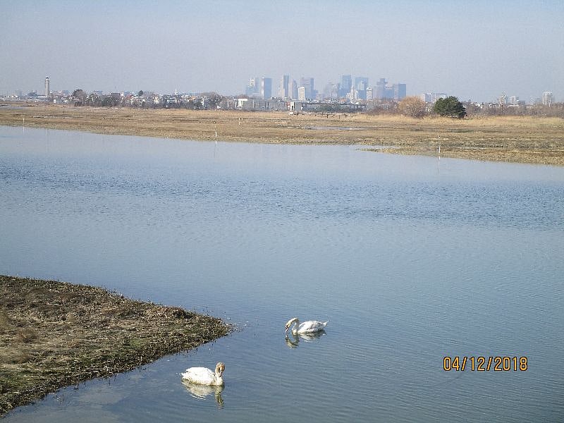 swans feeding at mid-tide, Boston skyline in background, as seen from dining area