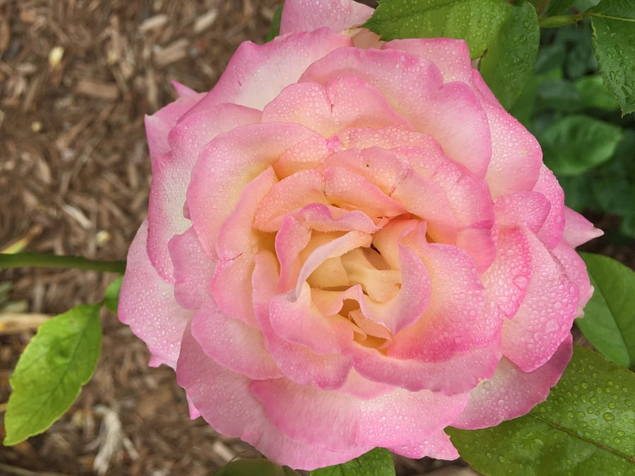 Summer roses at your doorstep