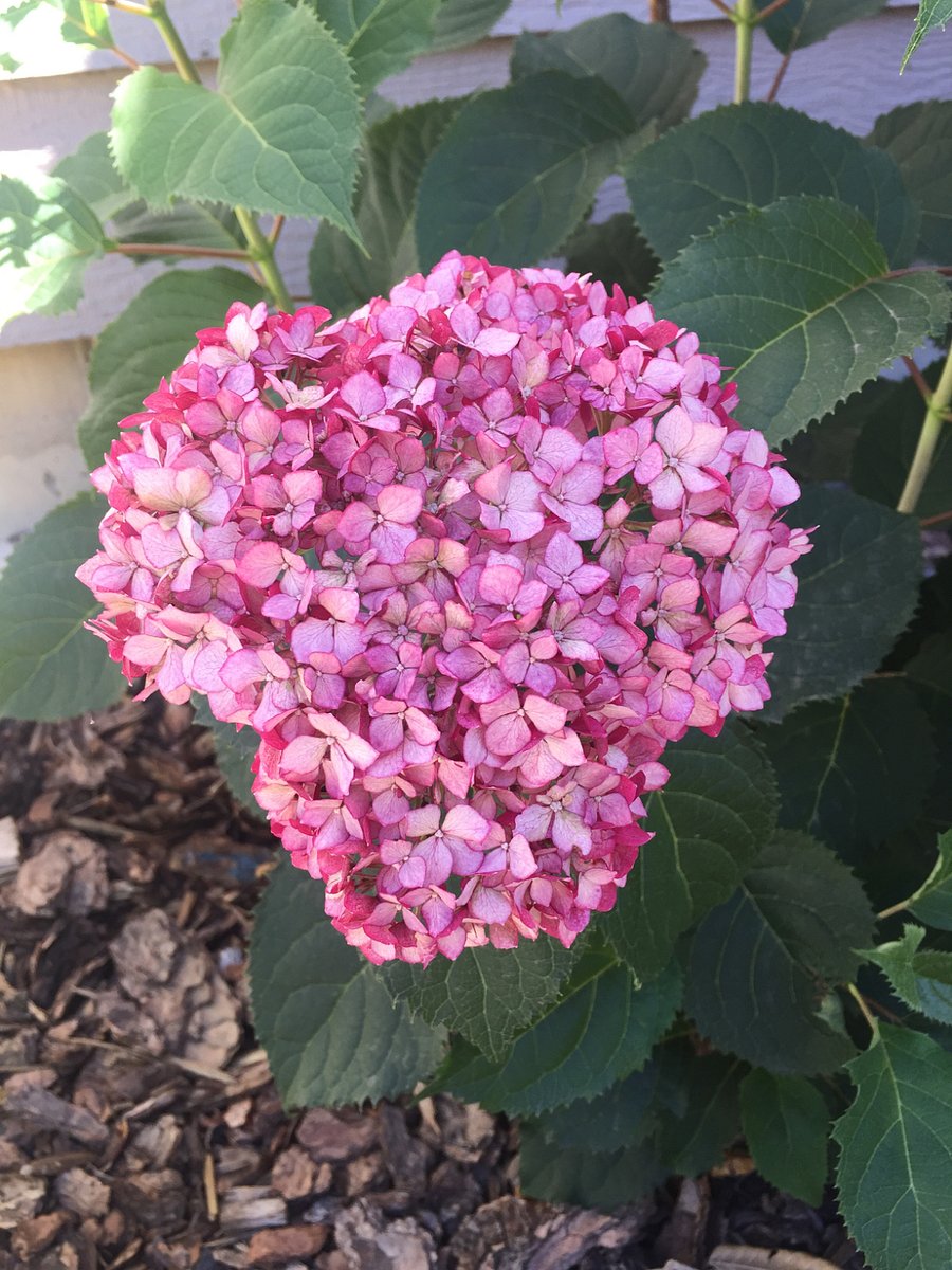 A variety of perineal flowers