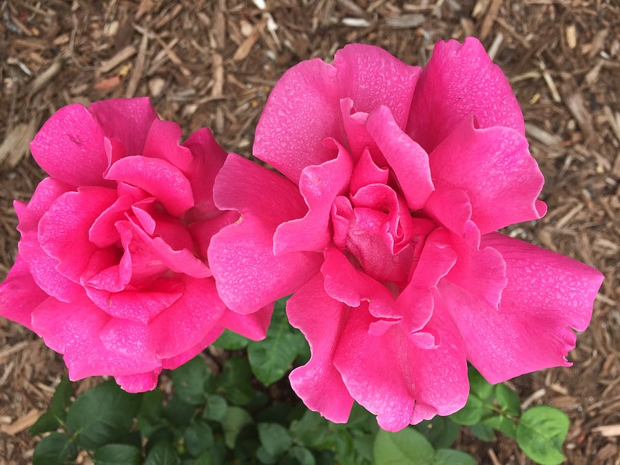 Roses