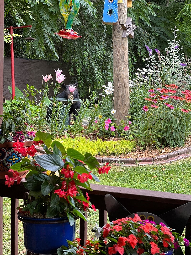 This garden just off the covered porch hosts many birds, pollinators, some rabbits and the occasional bear. Enjoy the flowers and what wildlife shows up!