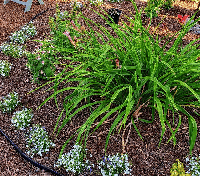 Flower garden