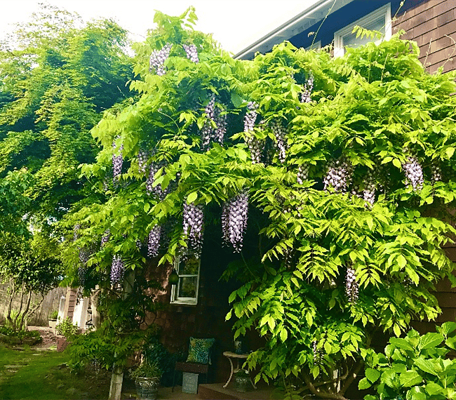 Wisteria around front porch
