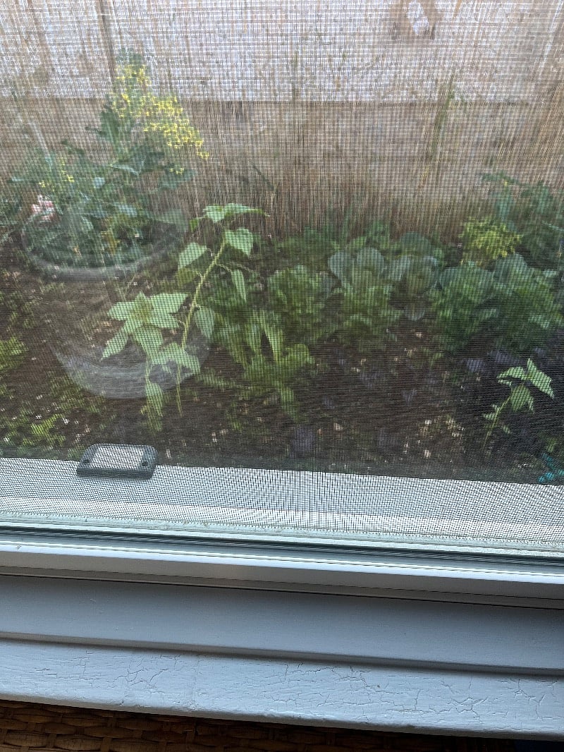 Vegetable garden outside the Garden Room.Closet with bath and cleaning supplies. Iron board and steam iron.
