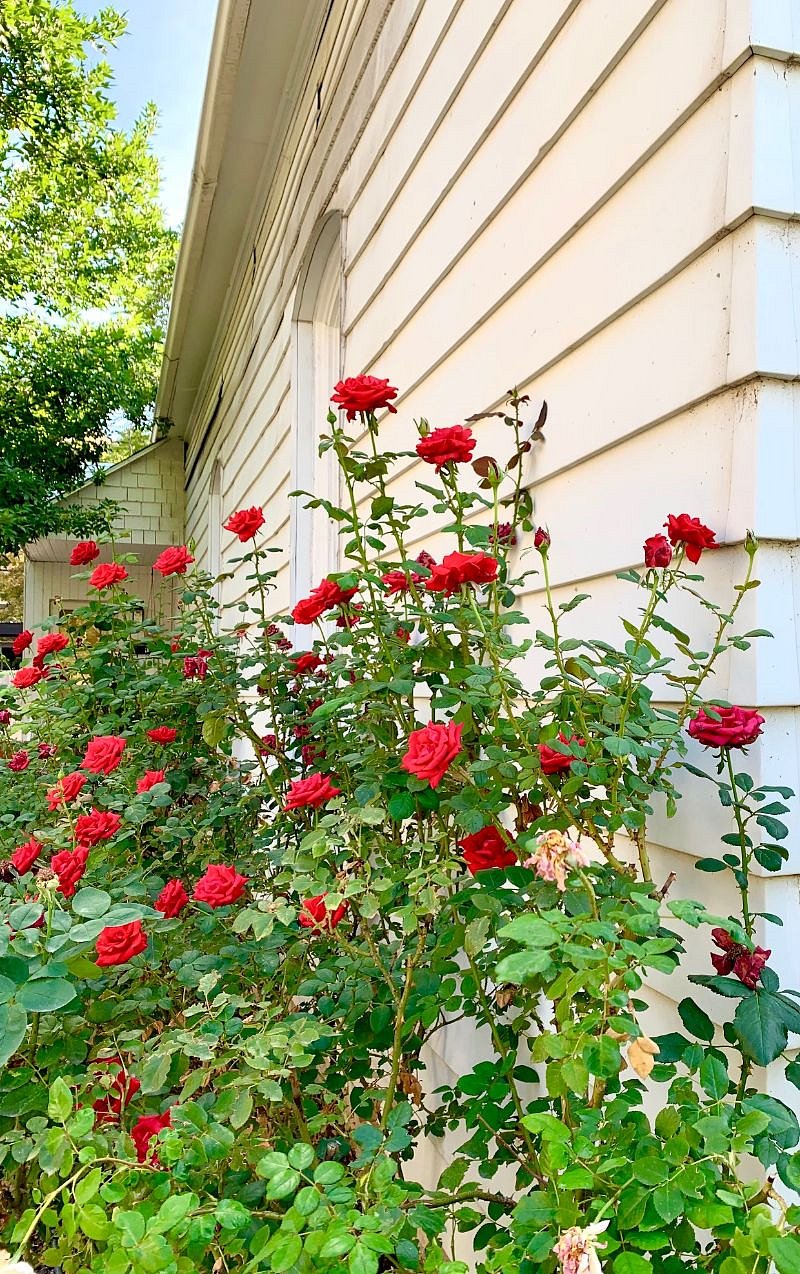 Beautiful summer garden