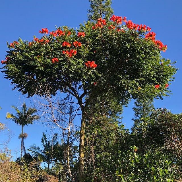 Our tropical back yard with beautiful African Tulip Tree