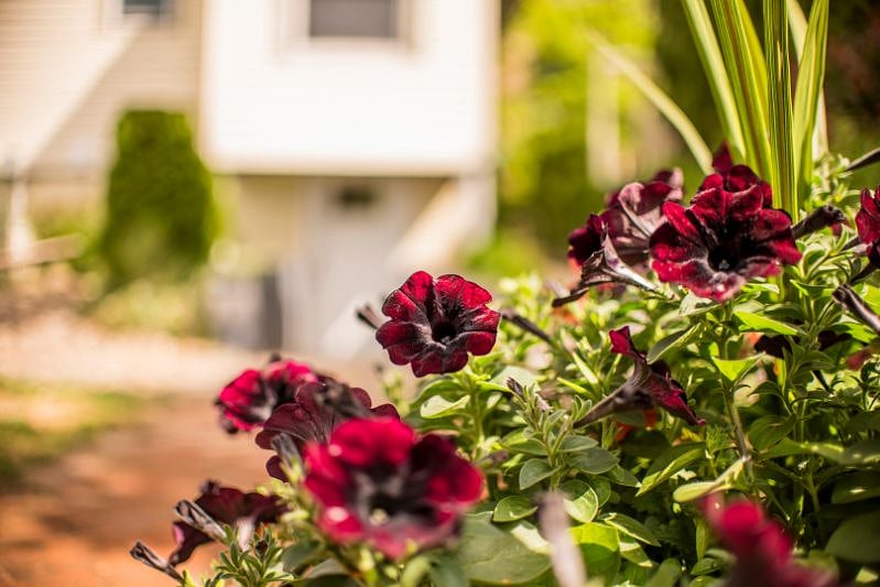 Outdoor garden