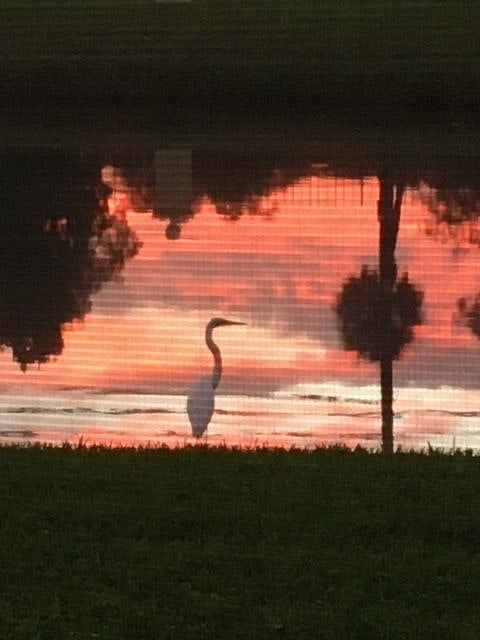WILDLIFE VIEWING SUNSET FROM LANAI