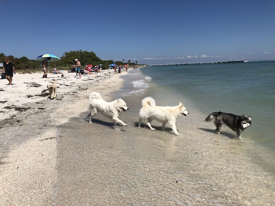 Dog Beach at Ft. DeSoto