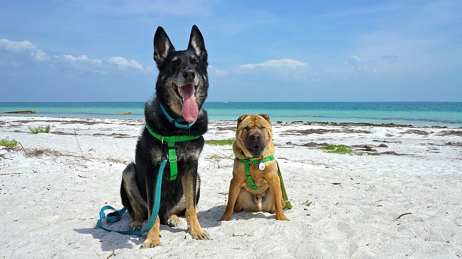 Dog Beach at Ft. DeSoto