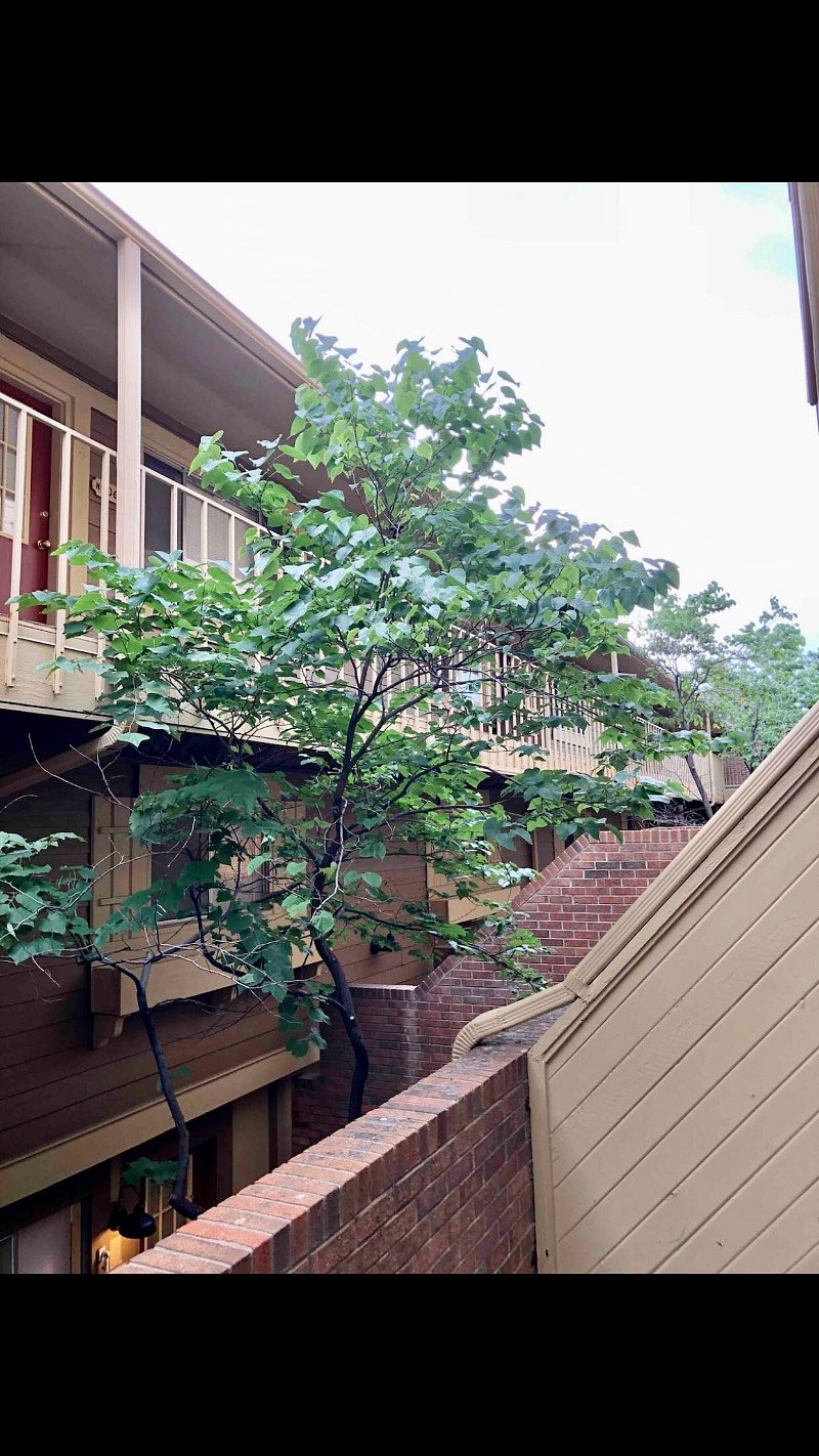 Your tree top nest.