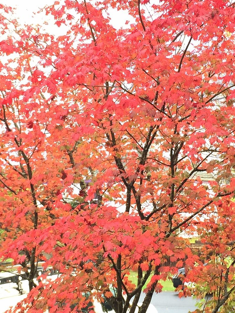 Full-moon maple flags driveway and is beautiful every season.