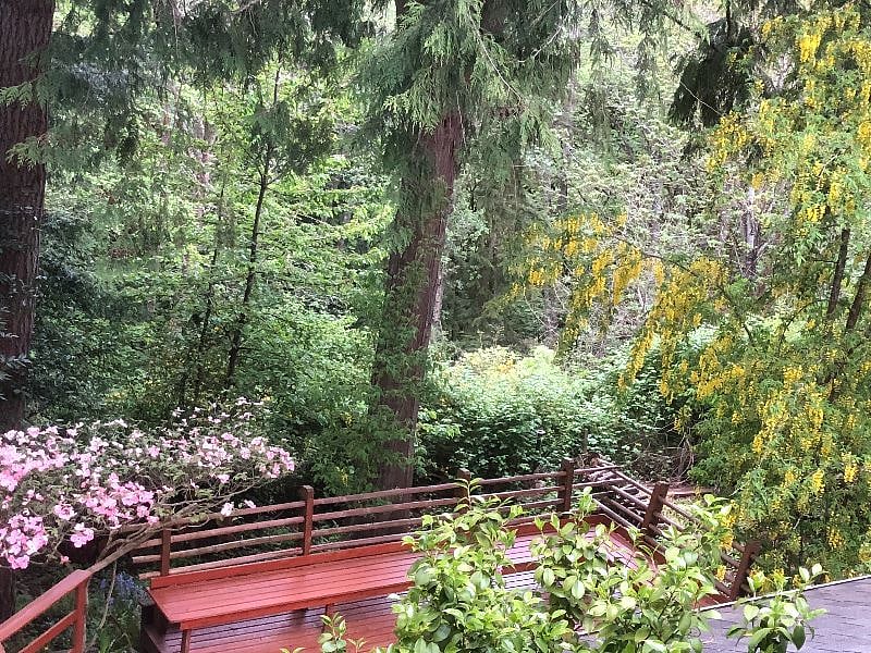 Private backyard with beautiful deck. Dogwood, chain tree & fragrant mock orange blooming.