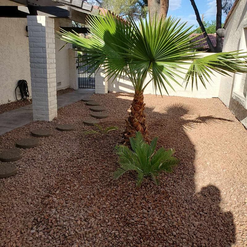 Walk way with a palm tree 