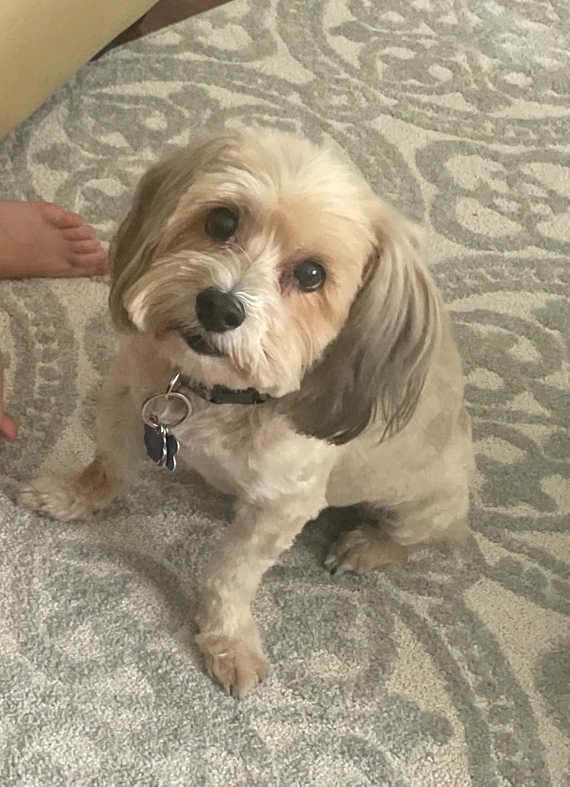 My name is Teddy. I'm quiet and don't shed and love my mommy. 