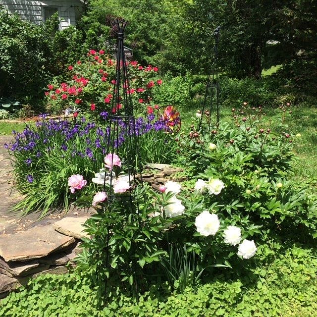 Exterior (backyard garden)