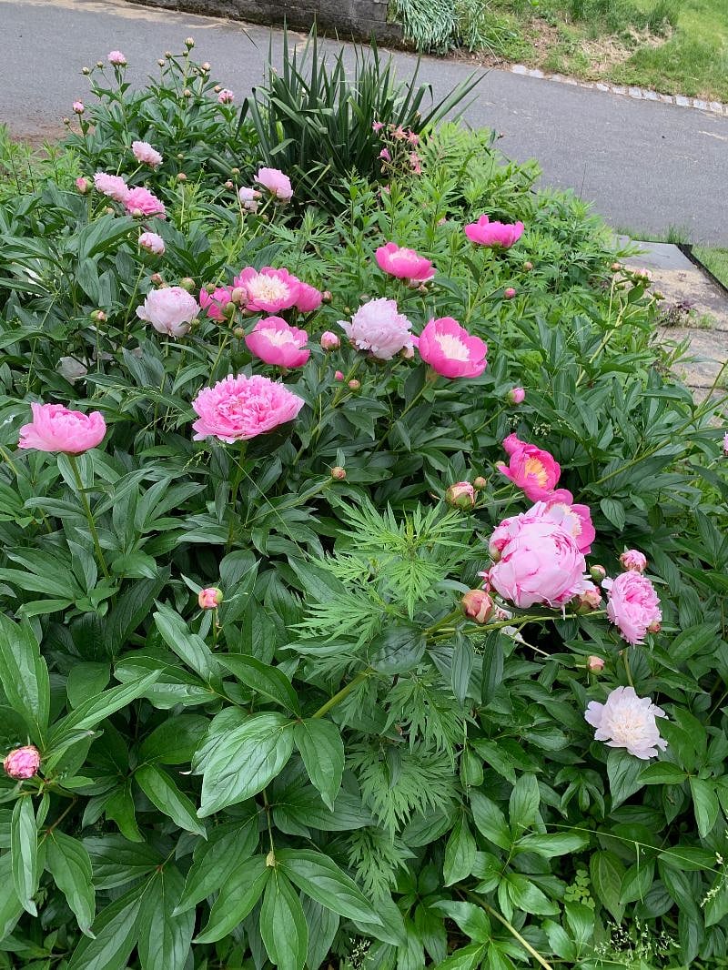 One of the many flowering plants on the property