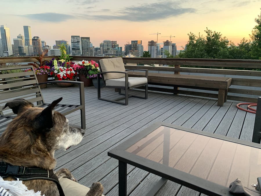 Views from the roof deck