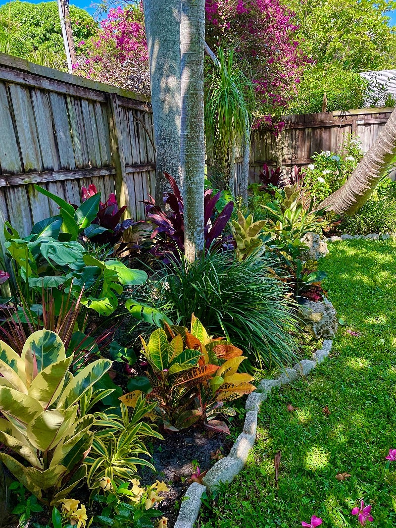 Tropical Backyard