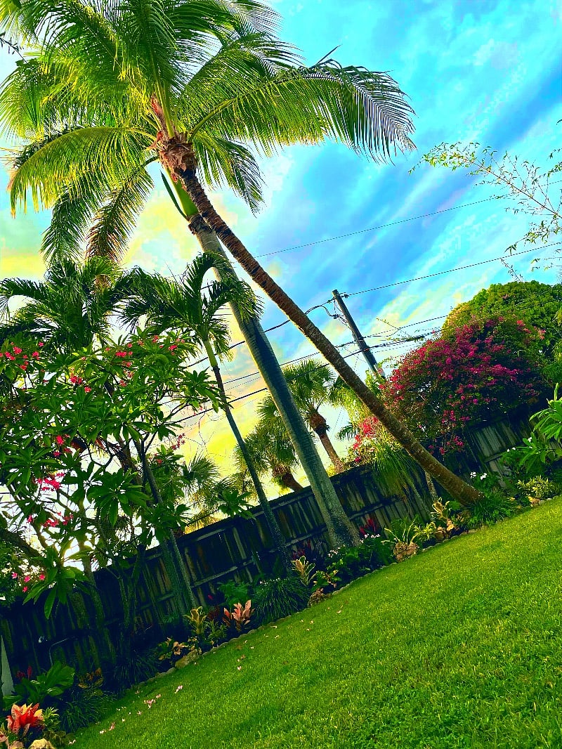 Tropical backyard