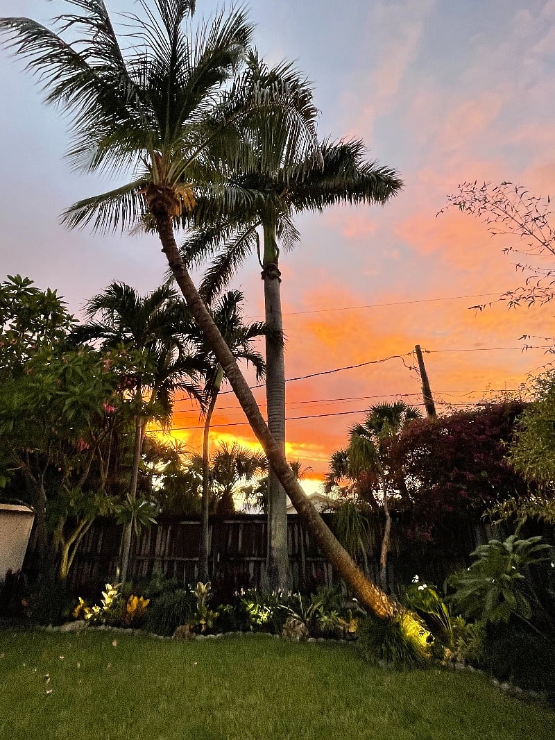 Tropical backyard