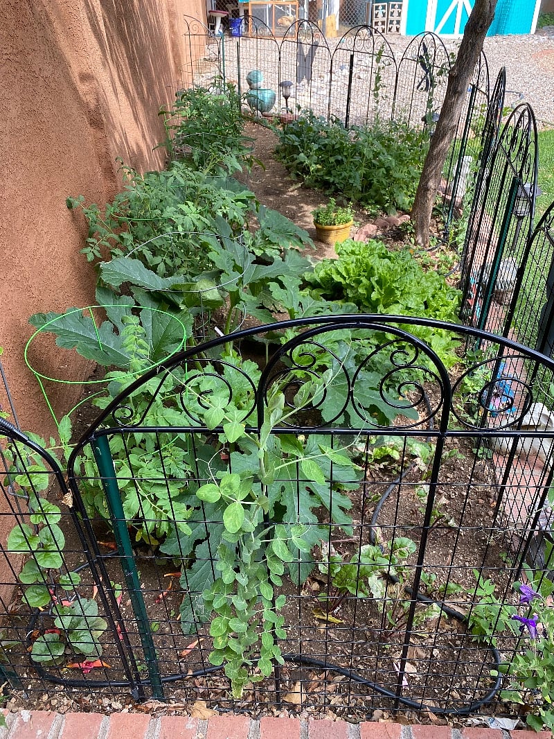 Enjoy the delicious vegetables from our small backyard vegetable garden.