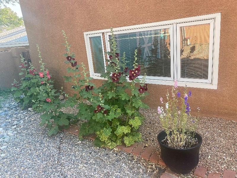 Beautiful hollyhocks throughout the backyard. 