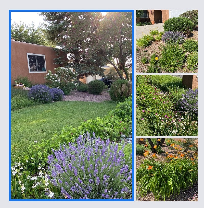 Beautiful native plants compliment the front yard.