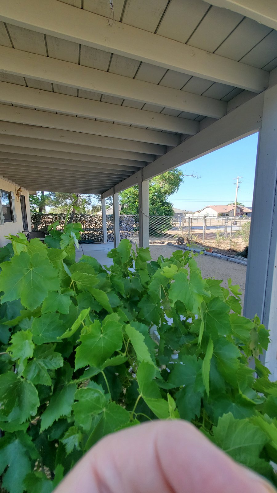 Private back yard with privacy and covered patio