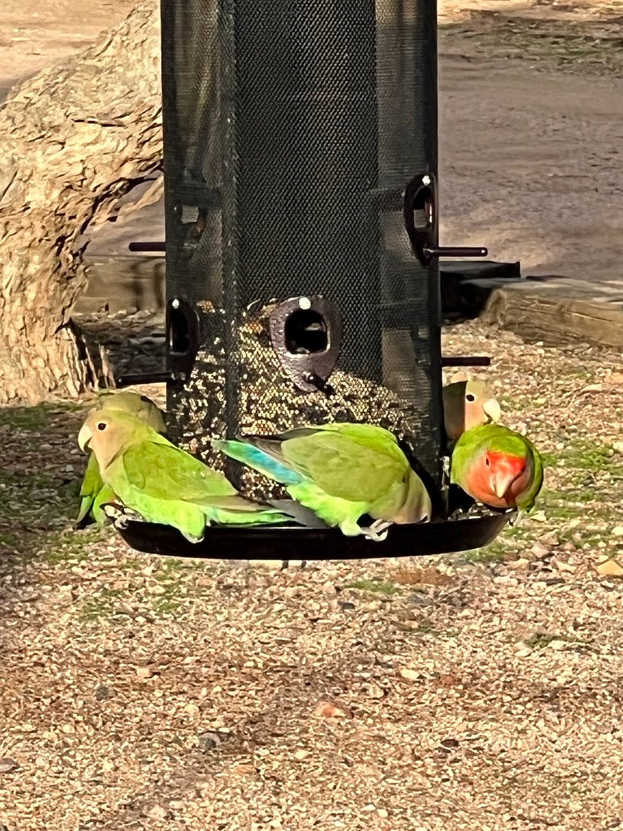Mexican Parokeets that live on the property.
