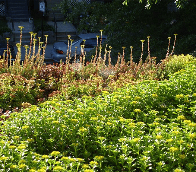 My green roof!  View from the front bedroom. 